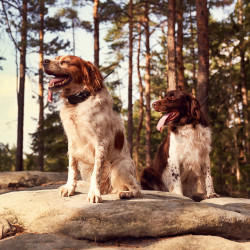 Vyhledávací zařízení pro psy Dogtrace DOG GPS X30 Short