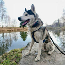 GPS lokátor Dogtrace DOG GPS ultra